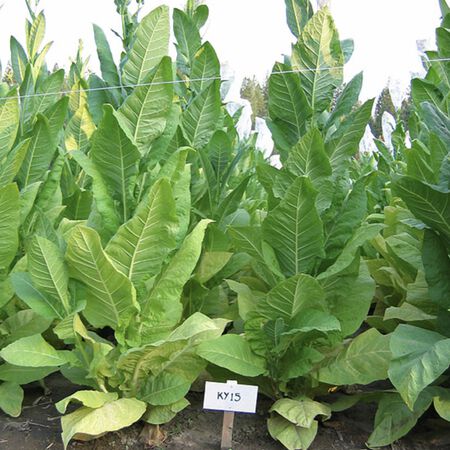 KY 15, Tobacco Seed - Packet image number null